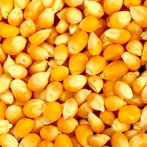 Maize