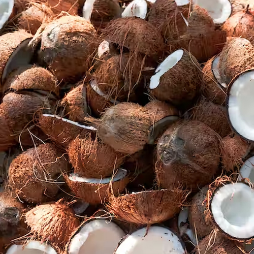 coconut
